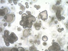 3dGRO&#174; Organoid Dissociation Reagent Chemically defined enzyme-free organoid dissociation solution.