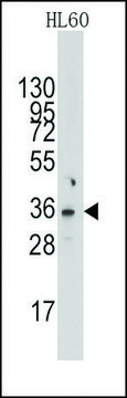 Anti-NUDT6 (C-term) antibody produced in rabbit saturated ammonium sulfate (SAS) precipitated, buffered aqueous solution