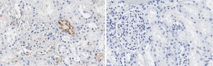 Anti-PEDF (SERPIN F1) Antibody, clone 2C16 ZooMAb&#174; Rabbit Monoclonal recombinant, expressed in HEK 293 cells