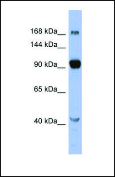 Anti-MED23, (N-terminal) antibody produced in rabbit affinity isolated antibody