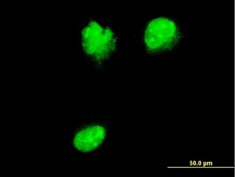 Monoclonal Anti-NUP62 antibody produced in mouse clone 2D3, purified immunoglobulin, buffered aqueous solution