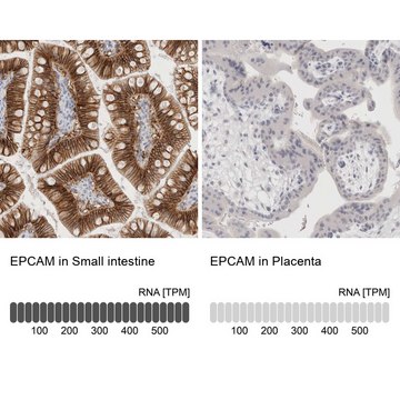 Anti-EPCAM antibody produced in rabbit Prestige Antibodies&#174; Powered by Atlas Antibodies, affinity isolated antibody, buffered aqueous glycerol solution