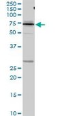 Anti-KNG1 antibody produced in rabbit purified immunoglobulin, buffered aqueous solution