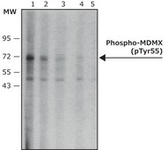Monoclonal Anti-phospho MDMX (pTyr55) antibody produced in mouse ~2&#160;mg/mL, clone PH-MDMX-55, purified immunoglobulin, buffered aqueous solution