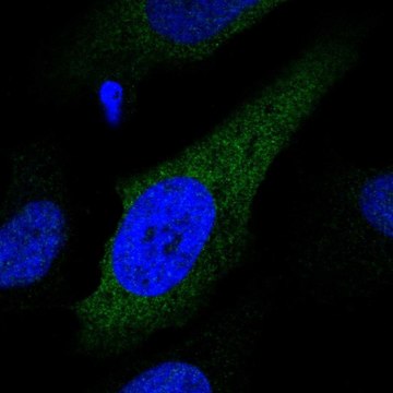 Anti-CYP2S1 antibody produced in rabbit Prestige Antibodies&#174; Powered by Atlas Antibodies, affinity isolated antibody