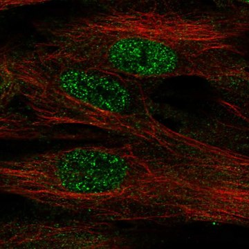 Anti-FOXF1 antibody produced in rabbit Prestige Antibodies&#174; Powered by Atlas Antibodies, affinity isolated antibody, buffered aqueous glycerol solution