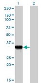 Anti-GZMB antibody produced in mouse purified immunoglobulin, buffered aqueous solution