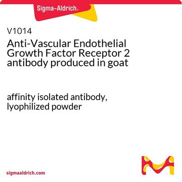 Anti-Vascular Endothelial Growth Factor Receptor 2 antibody produced in goat affinity isolated antibody, lyophilized powder