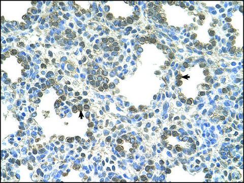 Anti-SLC26A5 antibody produced in rabbit IgG fraction of antiserum