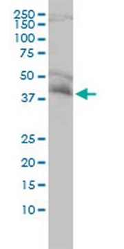 Anti-NDE1 Mouse mAb (2G11-1C11) liquid, clone 2G11-1C11, Calbiochem&#174;