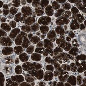 Anti-MUC7 antibody produced in rabbit Prestige Antibodies&#174; Powered by Atlas Antibodies, affinity isolated antibody, buffered aqueous glycerol solution