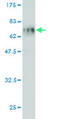 Monoclonal Anti-SFTPD antibody produced in mouse clone 2C10, purified immunoglobulin, buffered aqueous solution