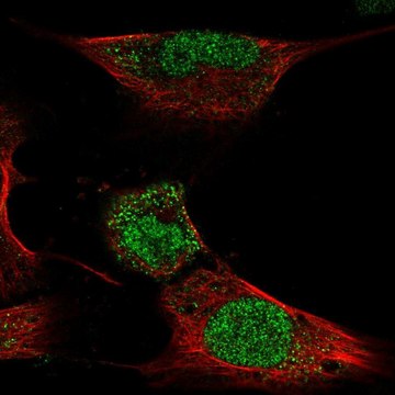 Anti-HOXC4 antibody produced in rabbit Prestige Antibodies&#174; Powered by Atlas Antibodies, affinity isolated antibody
