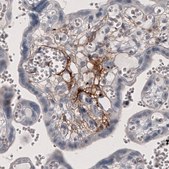 Monoclonal Anti-F3 antibody produced in mouse Prestige Antibodies&#174; Powered by Atlas Antibodies, clone CL3805, purified immunoglobulin, buffered aqueous glycerol solution