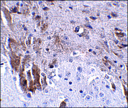 Anti-LRFN1 antibody produced in rabbit affinity isolated antibody, buffered aqueous solution