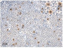 Anti-phospho 4E-BP1 (Ser83) serum, from rabbit