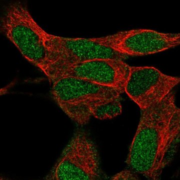 Anti-KRBA1 antibody produced in rabbit Prestige Antibodies&#174; Powered by Atlas Antibodies, affinity isolated antibody