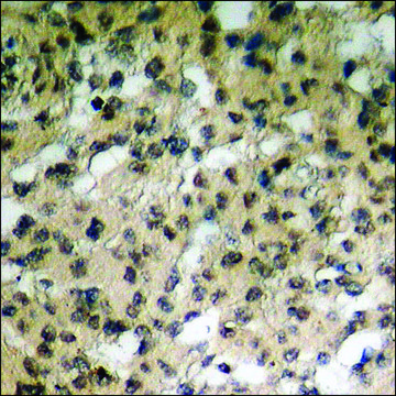 Anti-phospho-Mst1/2 (pThr183) antibody produced in rabbit affinity isolated antibody