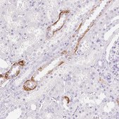 Anti-CLDN16 antibody produced in rabbit Prestige Antibodies&#174; Powered by Atlas Antibodies, affinity isolated antibody, buffered aqueous glycerol solution