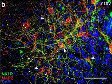 Anti-Substance P Receptor antibody produced in rabbit IgG fraction of antiserum, buffered aqueous solution