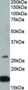 Anti-CNTF antibody produced in goat affinity isolated antibody, buffered aqueous solution