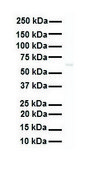 Anti-SNRP70 antibody produced in rabbit IgG fraction of antiserum