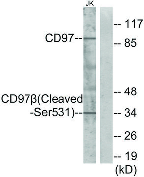 Anti-CD97 &#946; (Cleaved-Ser531) antibody produced in rabbit affinity isolated antibody