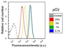BioTracker 520 Green Hypoxia Dye Live cell imaging dye for hypoxia that increases in fluorescence intensity with decreasing oxygen levels.