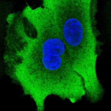 Anti-AKR1B10 antibody produced in rabbit Prestige Antibodies&#174; Powered by Atlas Antibodies, affinity isolated antibody