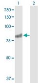 Anti-RASGRP3 antibody produced in rabbit purified immunoglobulin, buffered aqueous solution