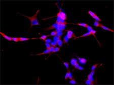 Anti-&#946;-Tubulin antibody, Mouse monoclonal clone TUB 2.1, purified from hybridoma cell culture