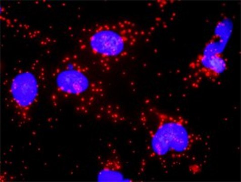 Monoclonal Anti-BID antibody produced in mouse clone 3F3-1A3, purified immunoglobulin, buffered aqueous solution