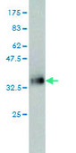 ANTI-ISL1 antibody produced in mouse clone 4A7, purified immunoglobulin, buffered aqueous solution