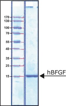 hBFGF FGF-Basic, recombinant, expressed in E. coli, suitable for cell culture