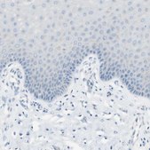 Anti-CDHR5 antibody produced in rabbit Ab1, Prestige Antibodies&#174; Powered by Atlas Antibodies, affinity isolated antibody, buffered aqueous glycerol solution