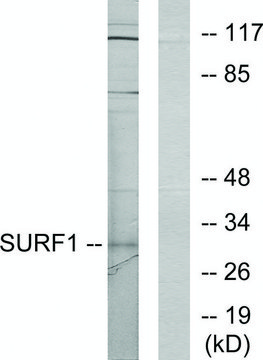 Anti-SURF1 antibody produced in rabbit affinity isolated antibody