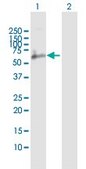 Anti-CD244 antibody produced in rabbit purified immunoglobulin, buffered aqueous solution