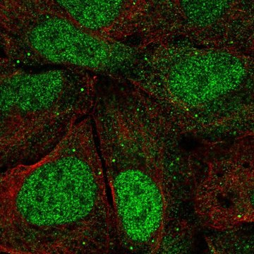 Anti-AGO3 antibody produced in rabbit Prestige Antibodies&#174; Powered by Atlas Antibodies, affinity isolated antibody