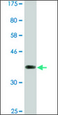 Monoclonal Anti-NFATC2, (C-terminal) antibody produced in mouse clone 2A4, ascites fluid