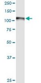 Monoclonal Anti-GOLGA2 antibody produced in mouse clone 2C6, purified immunoglobulin, buffered aqueous solution