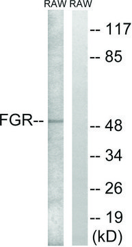 Anti-FGR antibody produced in rabbit affinity isolated antibody