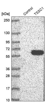 Anti-TSSC1 antibody produced in rabbit Prestige Antibodies&#174; Powered by Atlas Antibodies, affinity isolated antibody, buffered aqueous glycerol solution