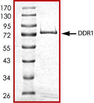 DDR1 (444-end), active, GST tagged human PRECISIO&#174; Kinase, recombinant, expressed in baculovirus infected Sf9 cells, &#8805;70% (SDS-PAGE), buffered aqueous glycerol solution