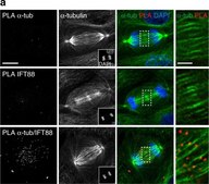 Anticorps monoclonal anti-&#945;-tubuline clone DM1A, purified from hybridoma cell culture