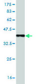 Monoclonal Anti-TLR7 antibody produced in mouse clone 2C9, purified immunoglobulin, buffered aqueous solution