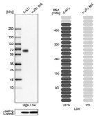 Anti-LSR antibody produced in rabbit Prestige Antibodies&#174; Powered by Atlas Antibodies, affinity isolated antibody, buffered aqueous glycerol solution