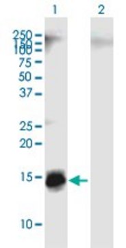 Anti-APOC4 antibody produced in mouse purified immunoglobulin, buffered aqueous solution