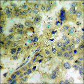 Anti-phospho-PDGF Receptor &#946; (pTyr751) antibody produced in rabbit affinity isolated antibody