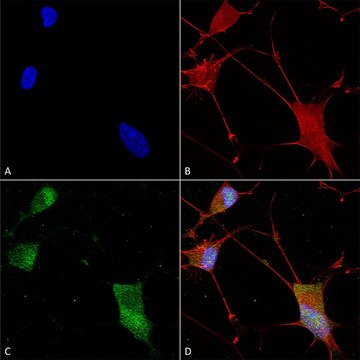 Monoclonal Anti-Neuroligin - Hrp antibody produced in mouse clone S110-29, purified immunoglobulin