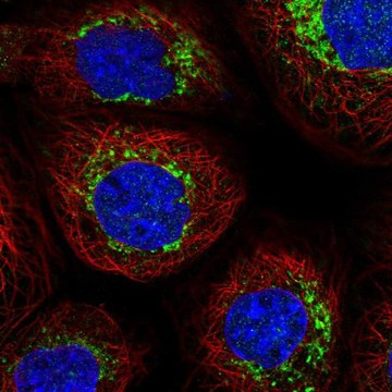 Anti-NDUFB6 antibody produced in rabbit Prestige Antibodies&#174; Powered by Atlas Antibodies, affinity isolated antibody